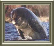Fungi Dingle Dolphin, click on photo